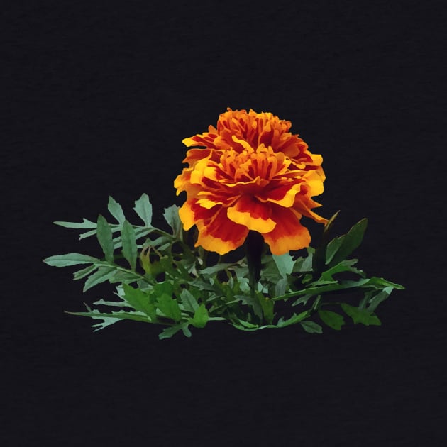 One Orange Marigold with Yellow Tips by SusanSavad